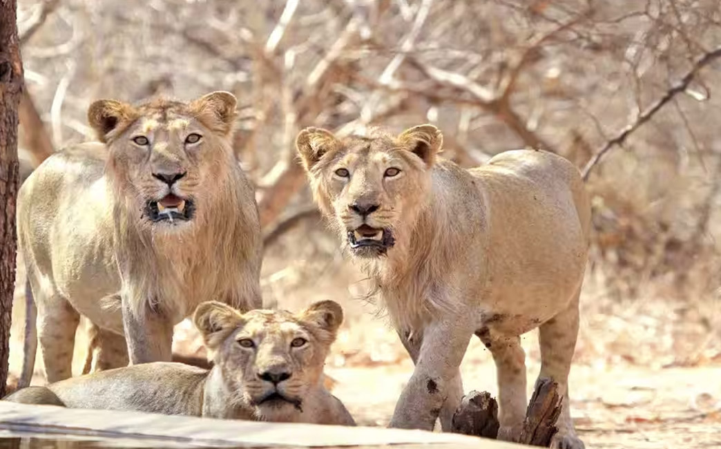 Sasan Gir