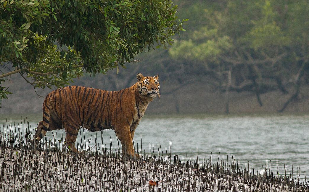 Sundarbans